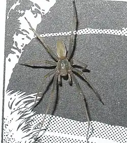 C. inclusum