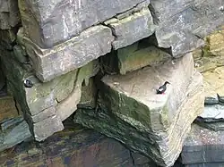 Black Guillemots