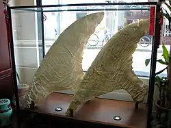 Shark fins