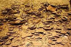 Photo of the Yorktown Formation, known for its fossils, and studied by Schmidt in graduate school