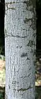 Young bark