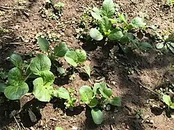 Young bok choy plants in a garden