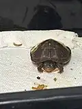 Young Box Turtle in designated container after being admitted and treated for a wound caused by a chainsaw.