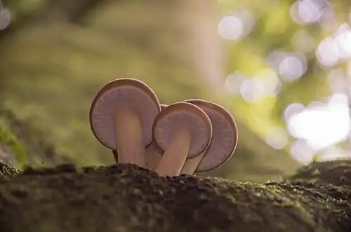 Underside of young fruiting bodies with intact partial veil