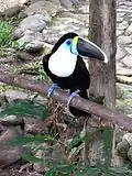 A Ramphastos tucanus at the toucan exhibit