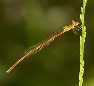 Young female