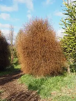 P. taxifolia in its young stage; it is a wiry brown-coloured shrub.
