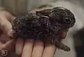 A small rabbit, native to coastal habitats, in the Maamora Forest