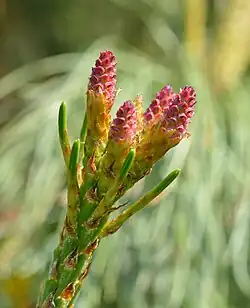 Young seed cones