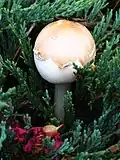 Young specimen of Chlorohyllum molybdites