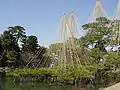 Some ancient pine trees at Kenroku-en supported by cords in winter to keep their limbs from breaking