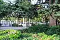 Cedrus libani