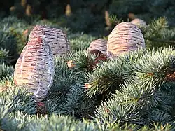 Female (seed) cones of Lebanon cedar