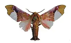 Zaevius calocore