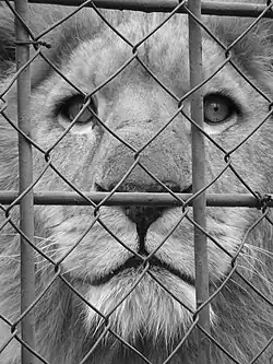 African Lion