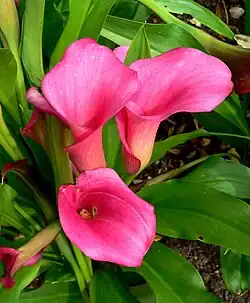 Zantedeschia × rehmanii 'Neon Amour'
