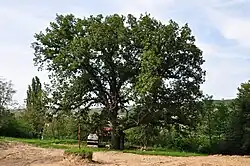 Zapis - Sacred Tree, Оак in village Trmbas, municipality Kragujevac, Serbia