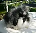 Zashion's Flower, black butterfly Mini Lion Lop. Bred by Zashion Stud
