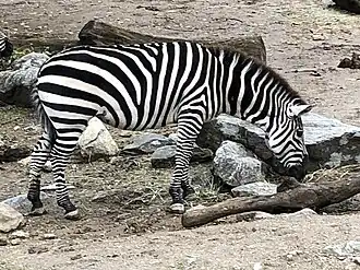 A zebra