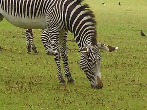 Image 30A zebra grazing at Marwell Zoological Park (from Portal:Hampshire/Selected pictures)