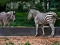 Zebras
