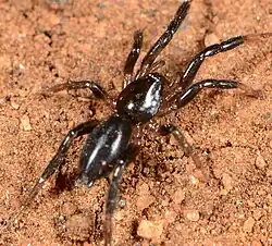 female