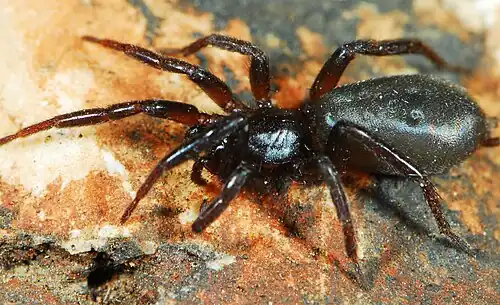female