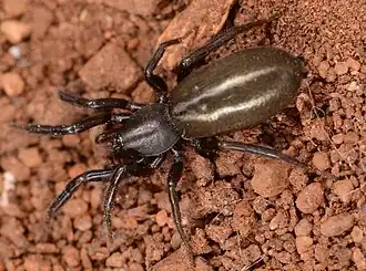 female