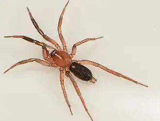 Z. reduncus