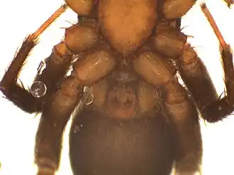 female