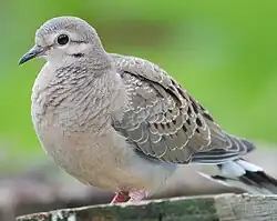 A juvenile
