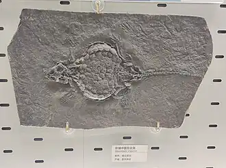 At the Zhejiang Museum of Natural History