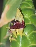 Zingiber officinale flowers