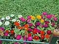 A group of Zinnia flowers