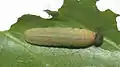 Larva