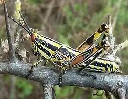 Z. elegans nymph
