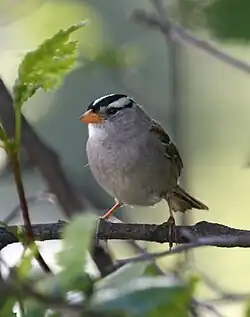 Adult