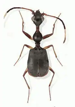 Selina westermanni