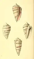 Conomurex persicus