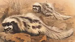 Drawing of black and white mustelids