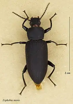 Pinned adult specimen