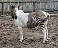 Hebra