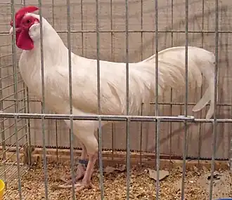 White bantam cock with rosecomb