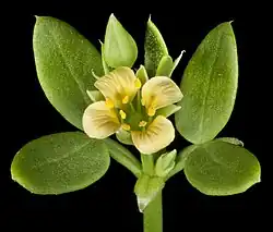 flowers and foliage
