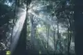Mixed sclerophyll and rainforest, Lamington National Park