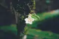 Orange Blossom Orchid (Sarcochilus falcatus)