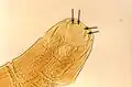 photomicrograph