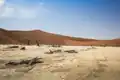 Acacia trees in Dead Vlei