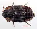 Micropeplus cribratus