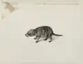 Drawing of a crab-eating raccoon drawn between 1637–1644 by Frans Post